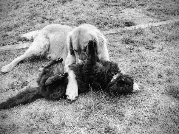 Black cat and Golden Retriever dog lying on grass in sunny summer day.  Dog play with cat.