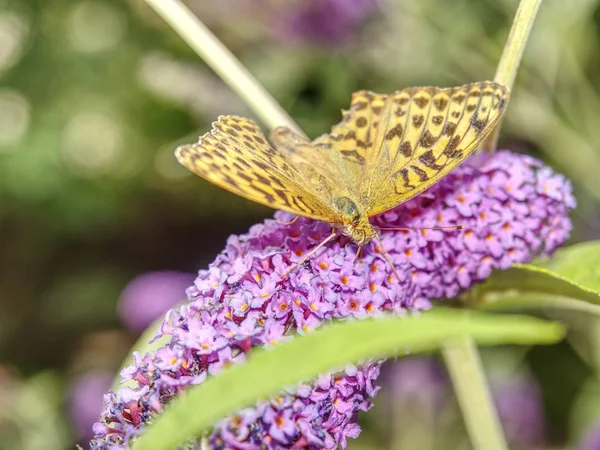 Butterfly in garden. Buddleja davidii, summer lilac, butterfly-bush or orange eye species of flowering plant in family Scrophulariaceae