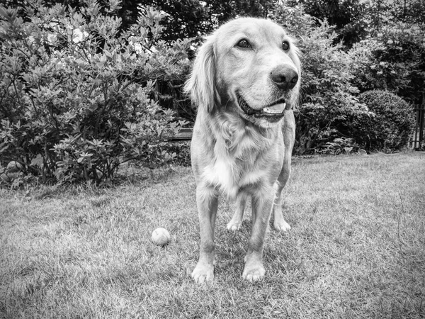 Golden Retriever Sind Sehr Kluge Hunde Die Loyal Und Freundlich — Stockfoto