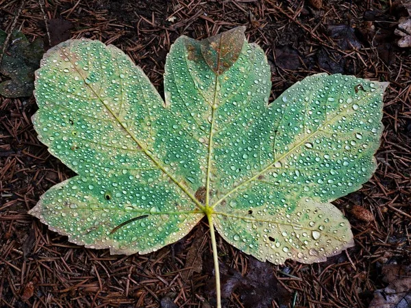 Hoja Arce Caído Cubierta Con Grandes Gotas Lluvia Hoja Suelo —  Fotos de Stock