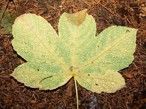 Πεσμένο Πλατανόφυλλο Που Καλύπτεται Μεγάλο Βροχής Φύλλα Στο Έδαφος Βελόνες — Φωτογραφία Αρχείου
