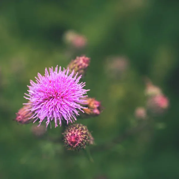 Floral Blauw Violette Achtergrond Roze Netelige Distel Bloem Natte Bloesem — Stockfoto