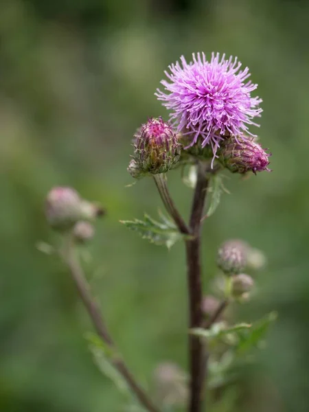 Pembe Dikenli Thistle Çiçek Shinning Yağmur Ile Bırakır Yeşil Bir — Stok fotoğraf