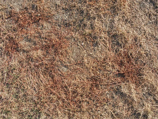 茶色の草のテクスチャは 極度な乾燥で乾燥させます 暑い夏に乾いた草の茎 — ストック写真