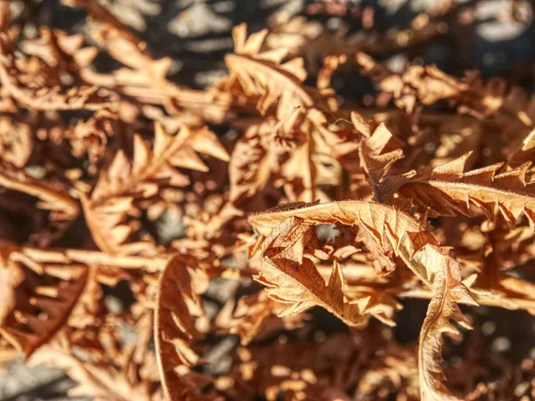 Most Dryness Year History Dry Burnt Dead Fern Stalks Dry — Stock Photo, Image