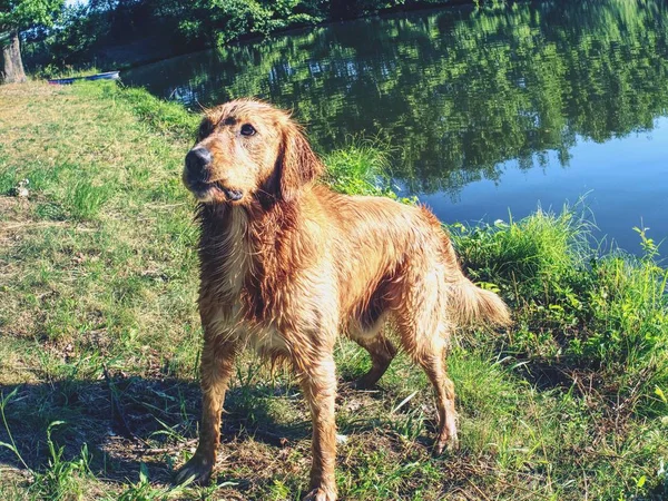 Perro Recuperador Oro Húmedo Jugando Estanque Natural Caluroso Día Verano —  Fotos de Stock