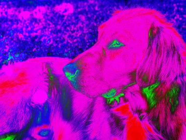 Golden Retriever köpek çim üzerinde oturan portresi. Akıllı köpek sağlıklı atletik vücut. Golden Retriever yere yalan. Hipster filtre. 