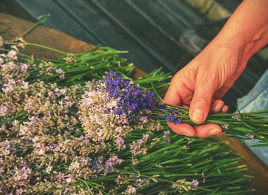 Eller aromatik bitkisel SAP tutun. Fransız Provence alan hasat mor lavandula otlar.