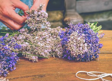 Kadın el kravat levander grup kadar. Fransız Provence, ev mor lavandula otlar.
