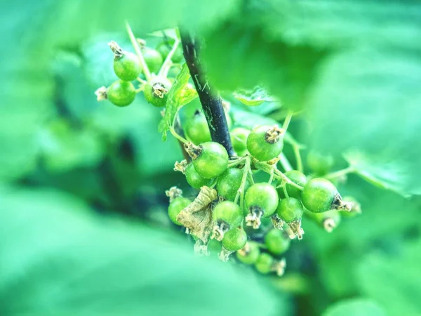 Saure Grüne Unreifbare Beeren Der Roten Johannisbeere Strauch Der Roten — Stockfoto