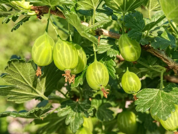 Gooseberries on spiky bush in the garden. Sour  gooseberry berries on a branch surrounded by leaves, grapes  illuminated by sunlight