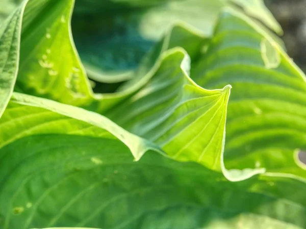 霍斯塔什是多年生草本植物 生长于根状茎或匍匐茎 宽披针形或卵形叶 有条纹的大郁郁葱葱的绿叶 — 图库照片