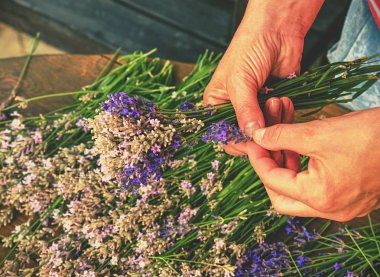 Yakışıklı eller bahçıvan işlemi taze lavanta kokulu demetleri takip ediyor. Doğal lavanta ile rustik masa