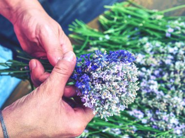 Taze kesilmiş levander hazırlama kurutma için takip ediyor. Aromaterapi, gelenek medicin