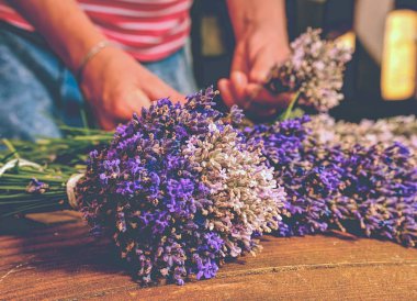 Taze kesilmiş levander hazırlama kurutma için takip ediyor. Aromaterapi, gelenek medicin