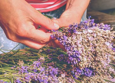 Kadın el kravat levander grup kadar. Fransız Provence, ev mor lavandula otlar.