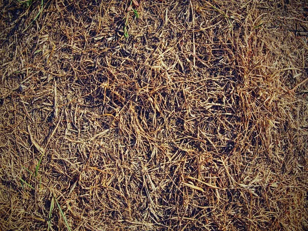 Infertile Ground Burnt Dry Grass Stalks Cracks Caused Extreme Dryness — Stock Photo, Image