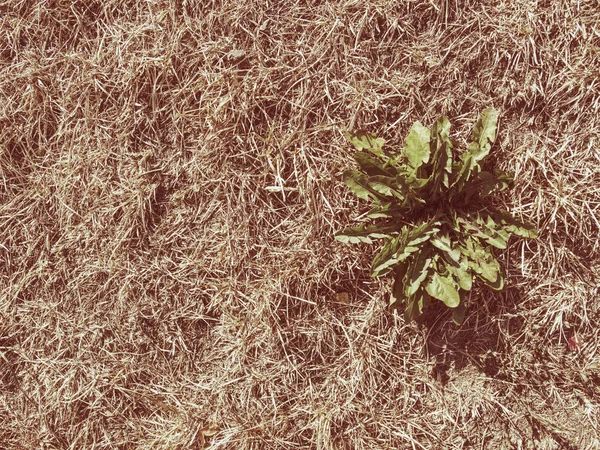 Herhangi Bir Yağmur Olmadan Aşırı Sıcak Yaz Çayır Çimenlerde Yanmış — Stok fotoğraf