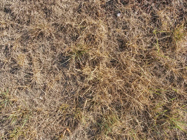 Konsistens Brunt Gräs Torkade Inom Extrem Torrhet Stjälkar Torkat Gräs — Stockfoto