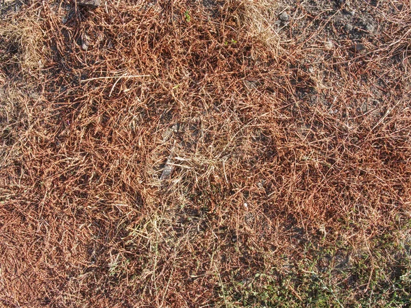 Été Extrêmement Chaud Sans Pluie Herbe Brûlée Dans Prairie Terre — Photo