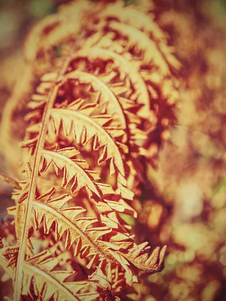 Most Dryness Year History Dry Burnt Dead Fern Stalks Dry — Stock Photo, Image
