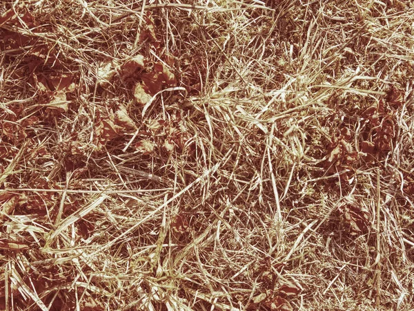 Environment Drought Dry Grass Meadow Doe Extreme Dryness Human Act — Stock Photo, Image