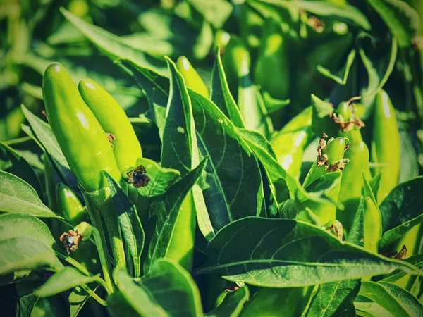 Horký Zelený Pepř Zeleninové Zahradě Pěstování Papriky Poli — Stock fotografie