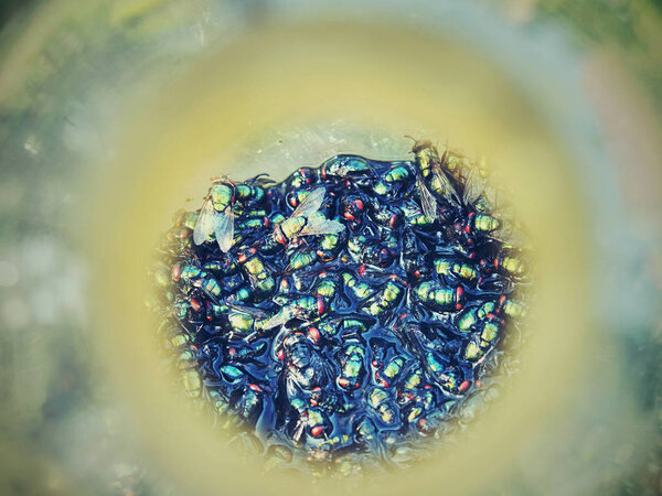 Запертая муха в бутылке. Ловушка для ос и шершней в фруктовом саду. Традиционная экологическая ловушка для мух висит на дереве
 