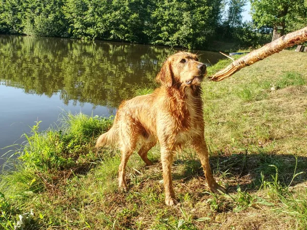 Perro Joven Refrescándose Agua Del Lago Cachorro Peludo Medio Dorado —  Fotos de Stock