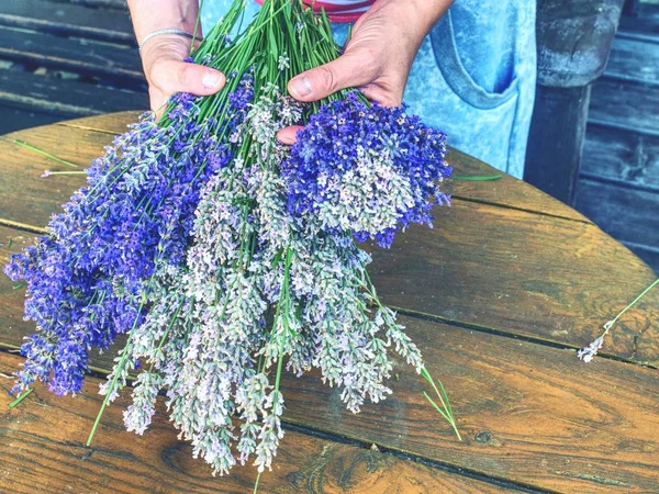 Recogida Tallos Mezclados Bonito Ramo Las Ramas Lavanda Hermoso Olor — Foto de Stock