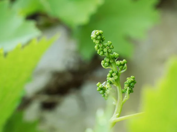 Bando Uvas Verdes Não Maduras Brancas Folhas Que Crescem Foco — Fotografia de Stock