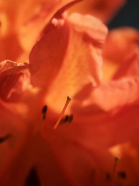 Detailed Red Azalea Flowers Park Popular Houseplants Favorite Perennial Spring — Stock Photo, Image