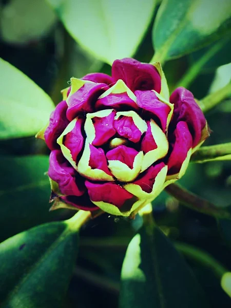 Knopp Detalj Lila Rhododendron Blomknopp Selektivt Fokus — Stockfoto