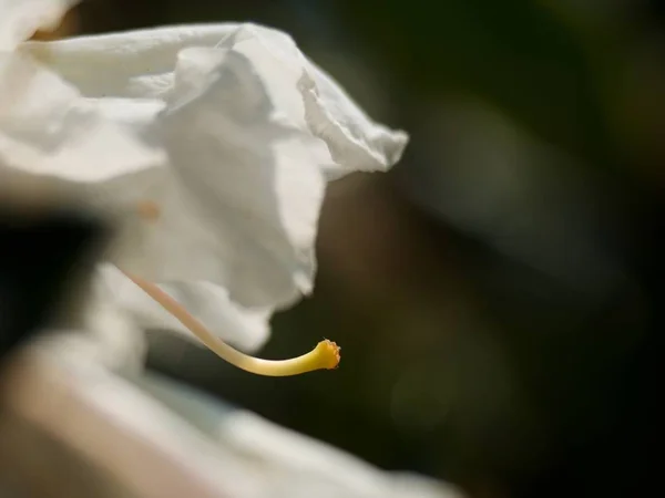 白いツツジの花の花のディテール ツツジの開花をニース 背景の緑の葉に対して真っ白な芽 繊細な花の白い花びら — ストック写真