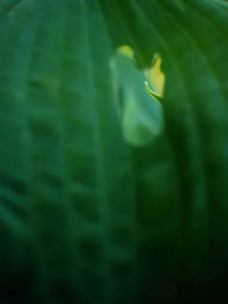 大きな広葉樹植物 リブし 白粉に覆われた巨大な葉イザベラ プランテーションの Hostas の森ガーデン — ストック写真