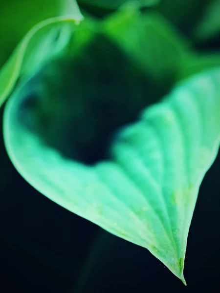 Big Leaved Plant Ribbed Glaucous Giant Leaves Hostas Isabella Plantation — Stock Photo, Image