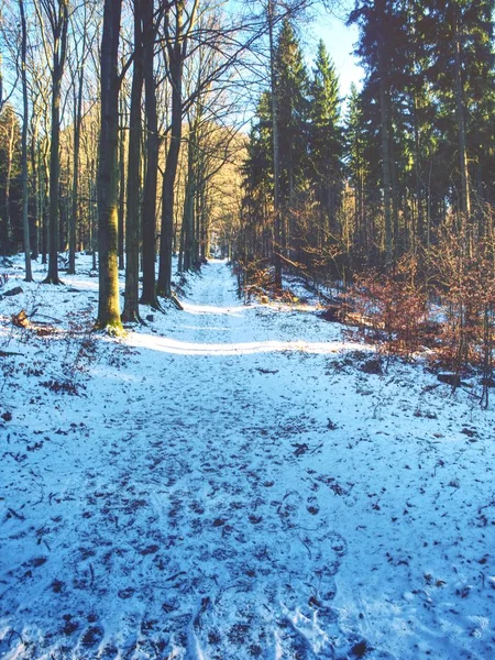 Sentier Enneigé Menant Parmi Les Hêtres Dans Forêt Début Hiver — Photo