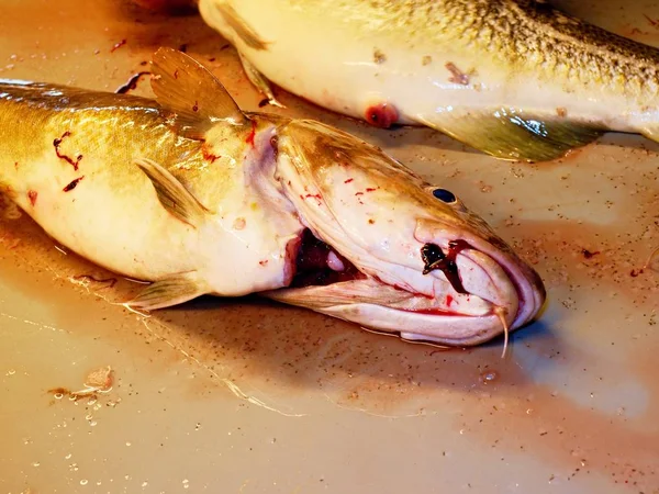 将盐水鱼头放在市场上的桌子上 血腥屠夫桌 — 图库照片