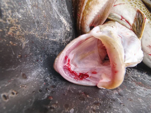 Ryby Syrové Velká Treska Black Box Rybářské Lodi — Stock fotografie