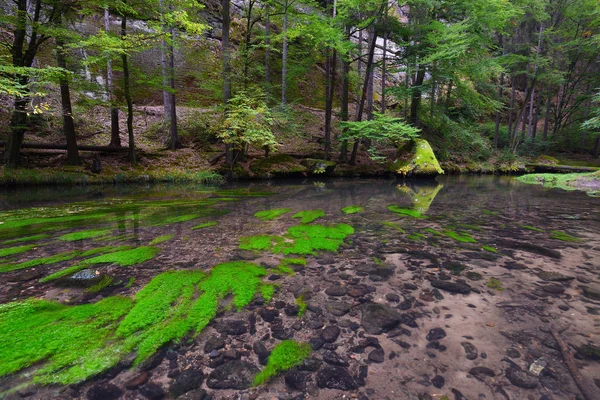 Горный Поток Чистой Водой Между Мхом Валунами Глубокой Долине Зеленые — стоковое фото