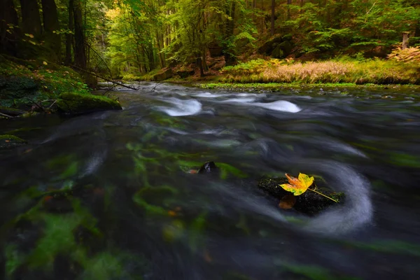 Fallen Maple Leaf Stream Cold Water Running Dark Boulders Bubbles — Stock Photo, Image