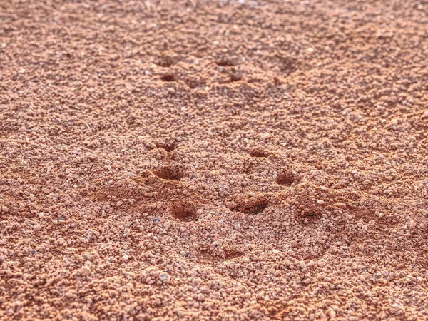 テニスのクレーコートのスポーツ靴の足跡 屋外テニスコート地面に乾燥光赤砕いたレンガ表面 — ストック写真