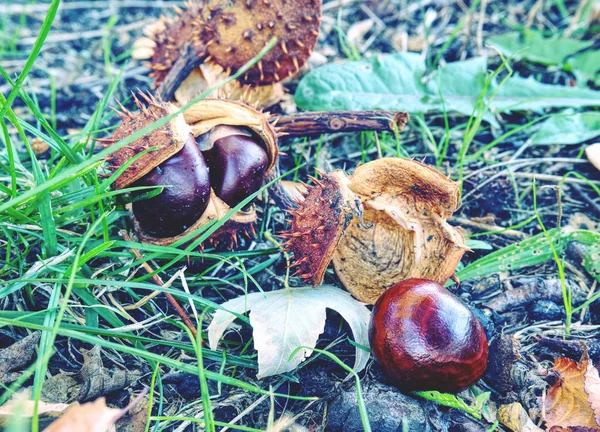 Čerstvých Kaštanů Skryté Trávě Symbol Podzimu Kaštany Trávy Podzimním Lese — Stock fotografie