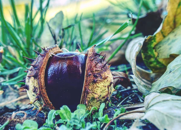 At kestanesi natürmort. Yeşil çim gizli fal kestane.