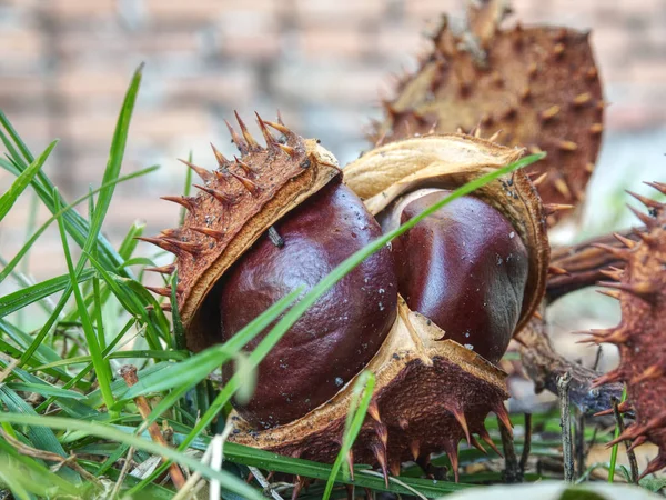 Mooi Vers Kastanje Gevonden Gras Symbool Van Het Begin Van — Stockfoto