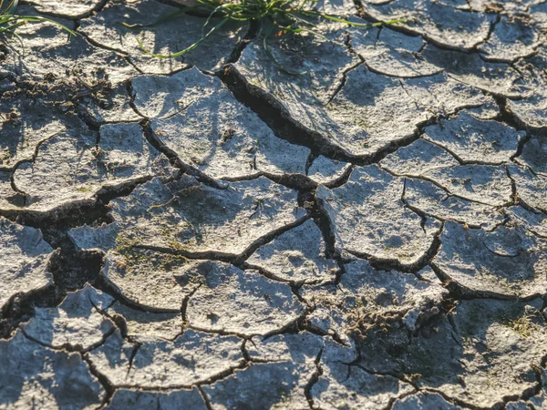 Brown Parched Land Cracks Due Dry Climate Dry Grass Turf — Stock Photo, Image