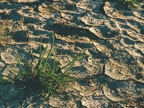 Ground Drought Soil Texture Dry Mud Green Plant Sprouts Arid — Stock Photo, Image