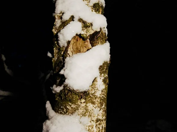 Tree covered with sticky wet snow. Walk in winter darkness, cold silent