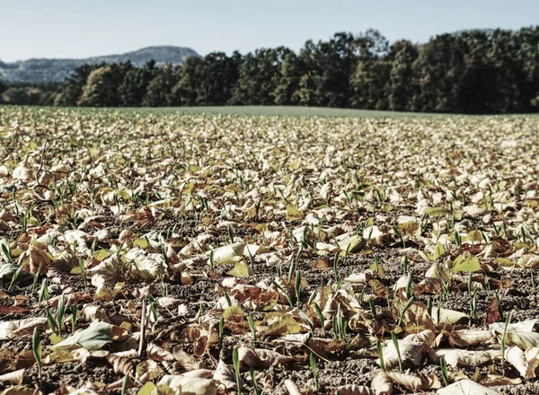 Dedaunan Jeruk Cerah Musim Gugur Samping Ladang Gandum Hijau Muda — Stok Foto