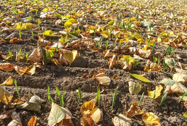 Field Autumn Leaves Fallen Rows Young Corn Plants Endless Field — Stock Photo, Image